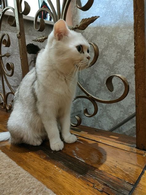 Котята котёнок котёнка котики - Кошки Алматы на Olx