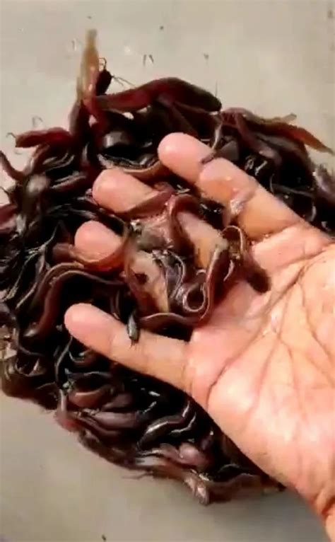 Singi Seed, 30-38, Packaging Size: 1000 Par Cartune at Rs 2.20/piece in ...