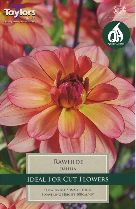 Taylors Bulbs Dahlia Rawhide (1 tuber) - Kelways Plants Ltd