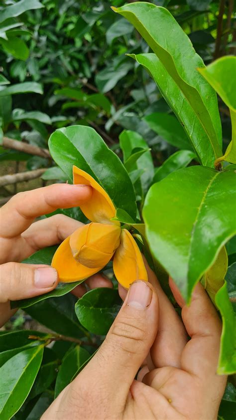 Will subtropical fruit trees work in your garden? – Grow Great Fruit