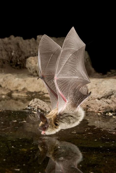 Which North American bats are most impacted by WNS? - The Wildlife Society