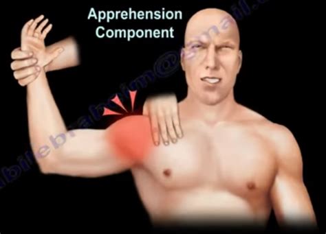 shoulder instability apprehension relocation test  nabil ebraheim