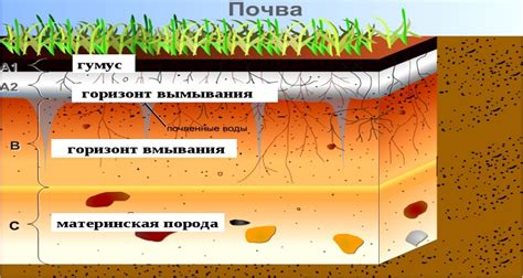 Гумус - иммунная оболочка земли. Восстановления плодородного слоя.