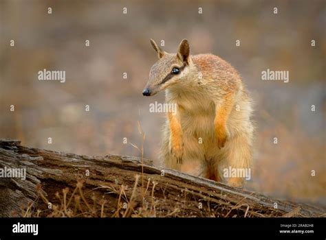 Numbat - Myrmecobius fasciatus also noombat or walpurti, insectivorous ...