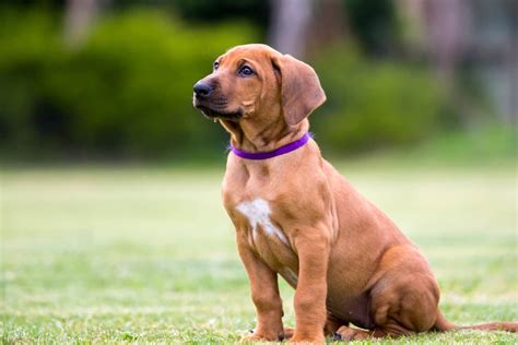 Rhodesian Ridgeback Puppies For Sale Nsw : Katye White - Rhodesian Ridgeback Puppies For Sale ...