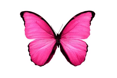 Beautiful Pink Butterfly Isolated on White Background Stock Image ...