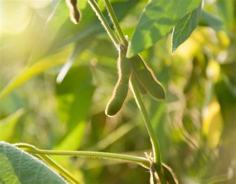 5 Soy Crop Diseases: Ensuring Crop Health in the Midwest USA