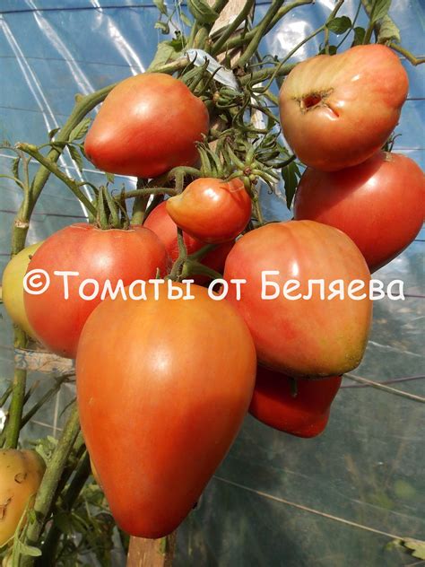 Томат Король Лондона • Описание, ОТЗЫВЫ(18), Фото, Семена,