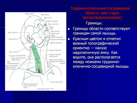 Топографическая анатомия шеи - презентация онлайн
