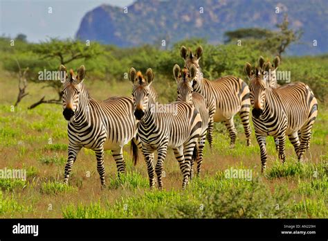 herd of Mountain Zebra Equus zebra galloping through savannah Mount ...