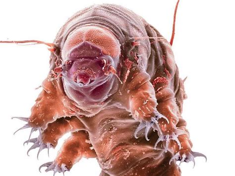 Le secret du tardigrade contre la déshydratation