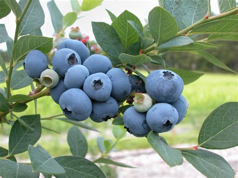 growing blueberries easiest  blueberry varieties