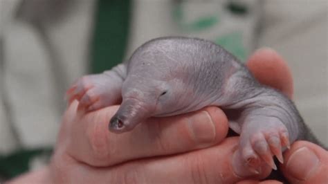 Sydney’s Taronga Zoo Rehabilitates Orphaned Echidna Puggle – NBC10 ...