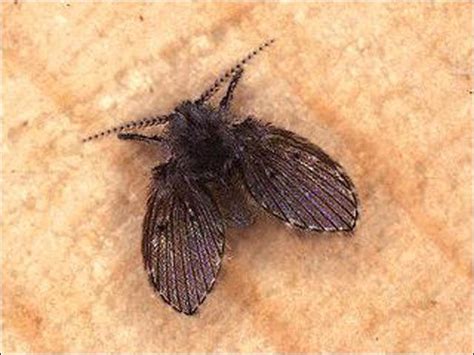 small flying bugs  house florida psoriasisgurucom