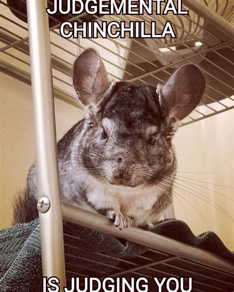 Funny Chinchilla Meme