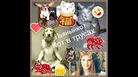 §Пьяныйкот#кот в трусах§ - YouTube