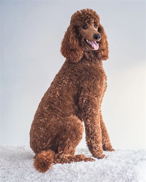 A Picture Of A Poodle