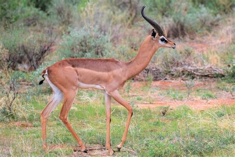 African Antelope Species - The Complete Safari Guide
