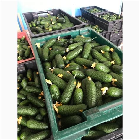 Продам Тепличный огурец корнишон, Днепропетровская обл — Agro-Ukraine
