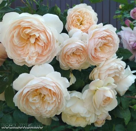Crocus Rose (Крокус Роуз) ⋆ Розовая клумба