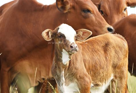 Studs | Hurwitz Farming