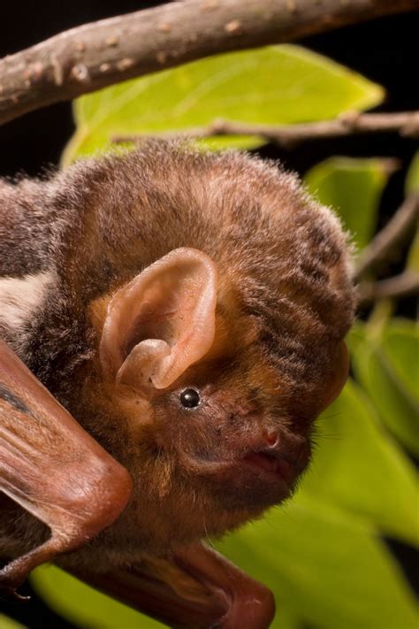 Seminole Bat Mystery - Bat Conservation International
