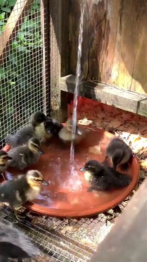 platos allegory   cave ifunny