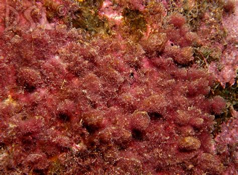 Красные водоросли (97 фото) » НА ДАЧЕ ФОТО