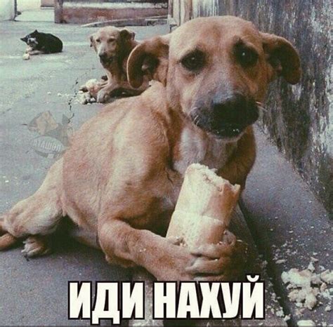 Создать мем "мем животные, собачка, бездомные собаки" - Картинки - Meme ...