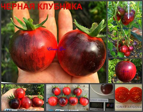Томат Черная клубника: описание сорта, ОТЗЫВЫ (3), фото, урожайность ...