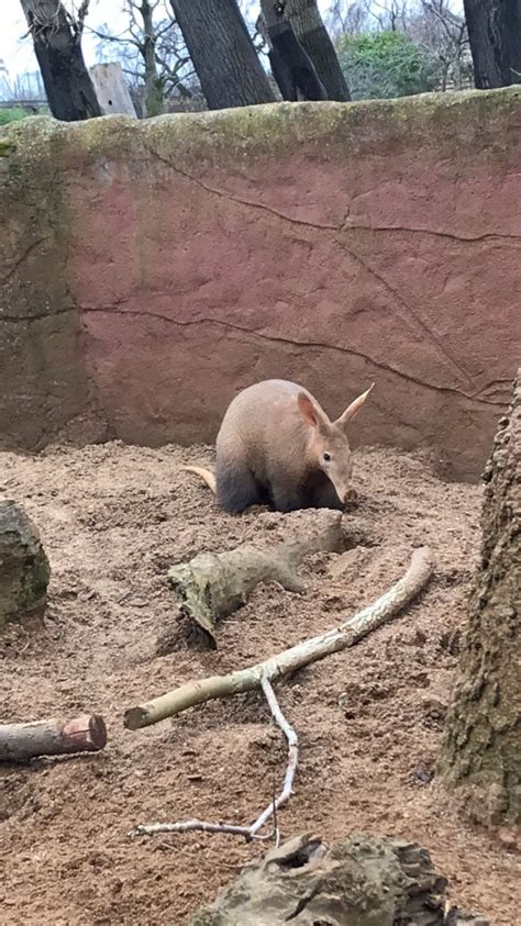 Aardvark - ZooChat