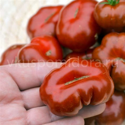Купить семена томата сорт Маленький шоколад (Petit Chocolat)