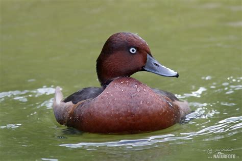 Polák malý | Naturfoto.cz