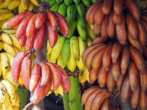 A Guide to 6 Different Types of Bananas