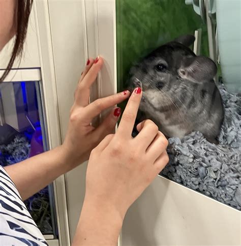 how to chinchilla hiding fast 4