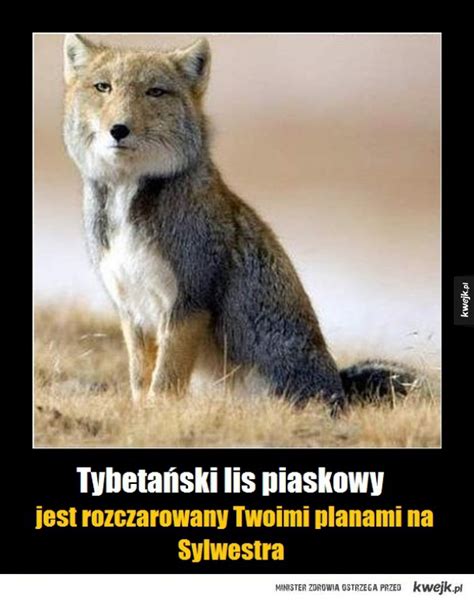 Tybetański lis piaskowy - Ministerstwo śmiesznych obrazków - KWEJK.pl