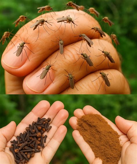 Natural Recipe to Keep Mosquitoes and Insects Away from Your Home