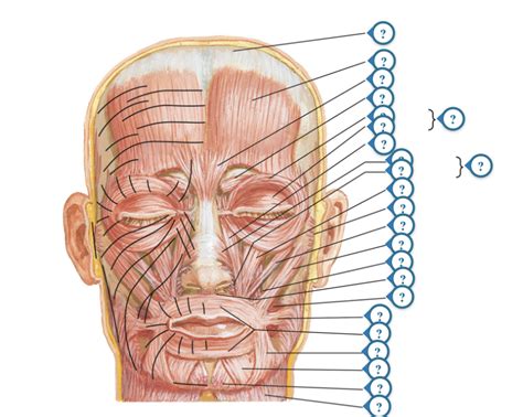 Cranial Nerve VII & Facial Expression Muscles Diagram | Quizlet