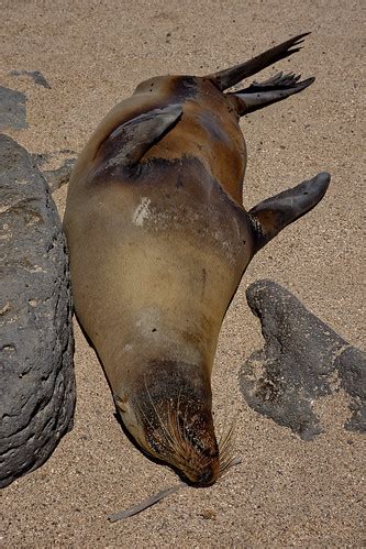 Галапагосский морской лев, Zalophus wollebaeki, Galapagos … | Flickr