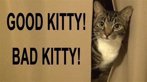 Good Kitty Bad Kitty - YouTube
