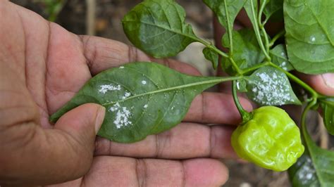 pest damage pepper plants  common pepper plant pests