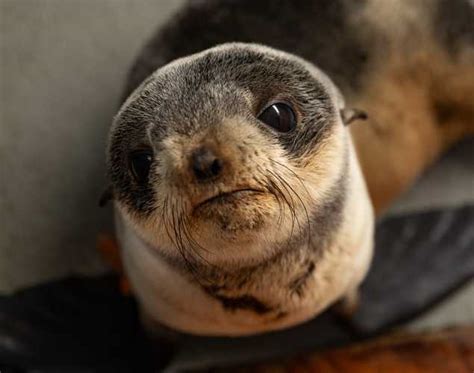Greenflash | The Marine Mammal Center