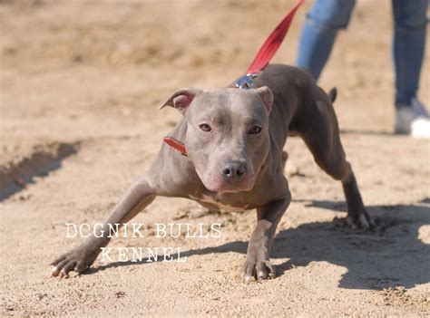 Pitbull gris, pitbull bleu acheter un chiot | DOGNIK BULLS