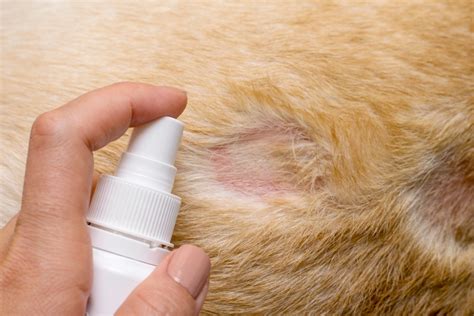 how to treat flea dermatitis in dogs