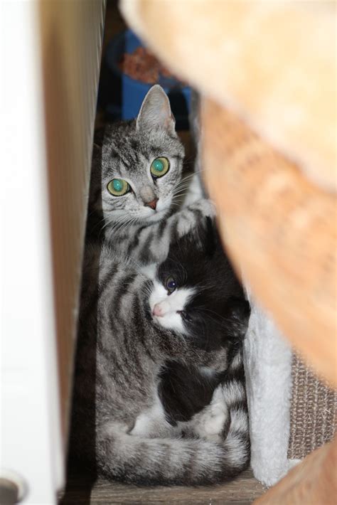 Katzenseele 3