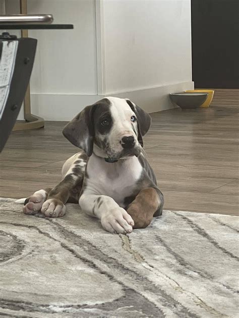 My 10 month old Dane (Great Dane X Cane Corso) gets a lot of comments