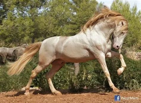 rarest horse colors   world  pictures
