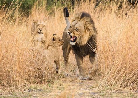 lion habits animalbehaviorcorner