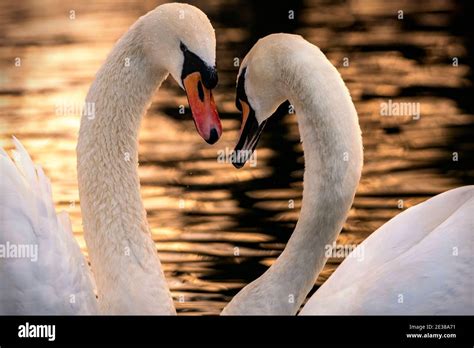 Swans Heart Photography