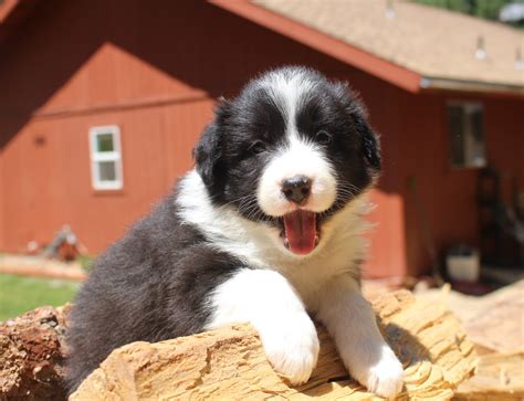Baby Border Collies